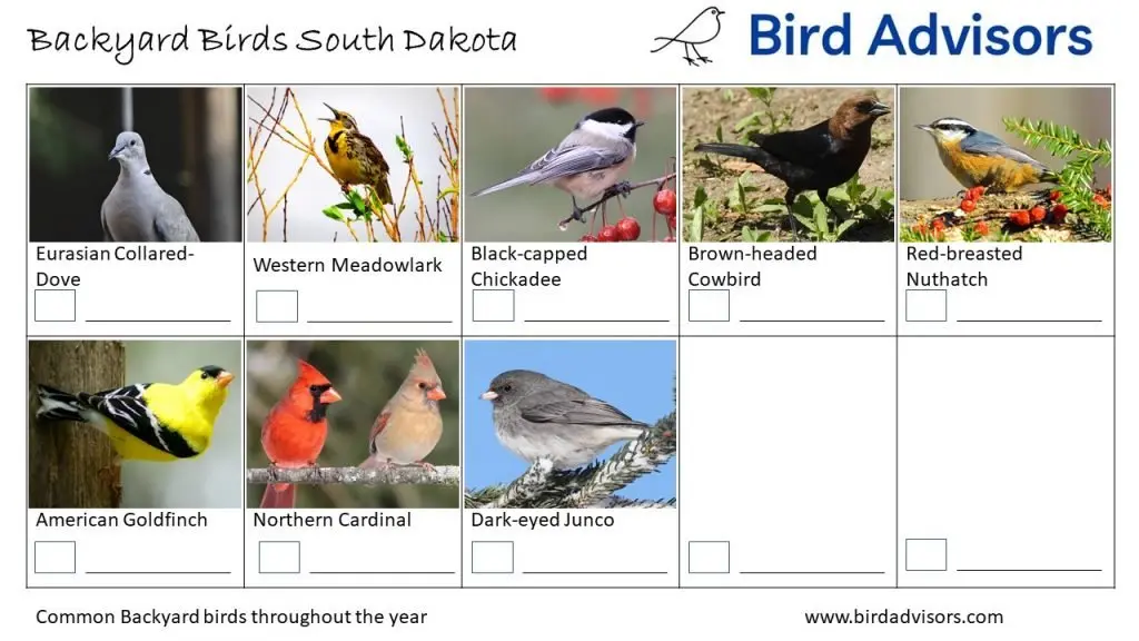 Backyard Birds Identification Worksheet South Dakota Page 3