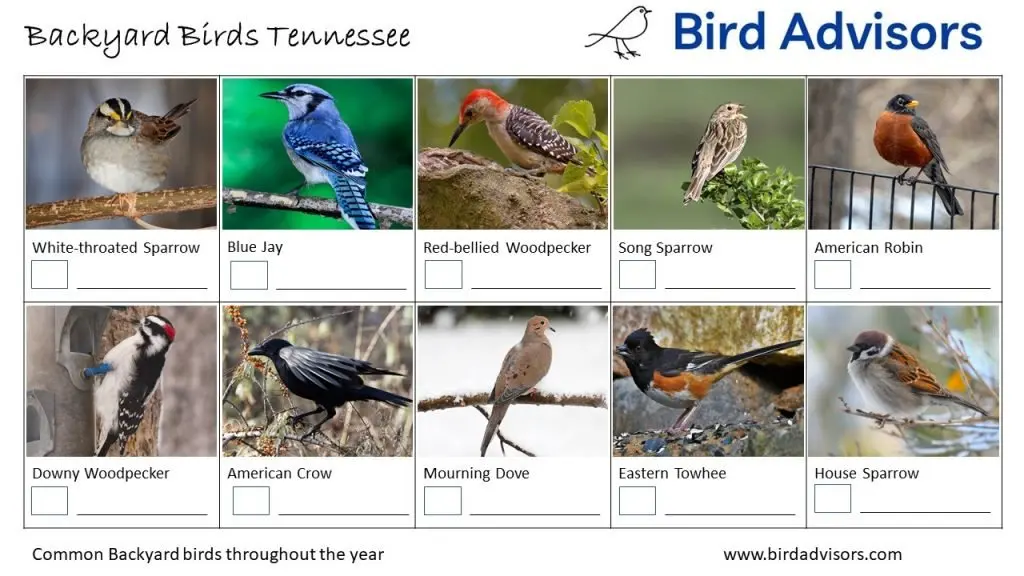 Backyard Birds Identification Worksheet Tennessee Page 1