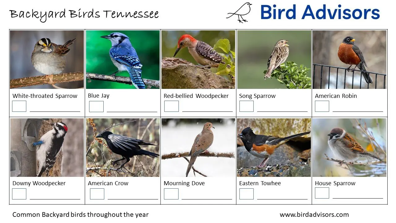 Backyard Birds Tennessee ID Chart
