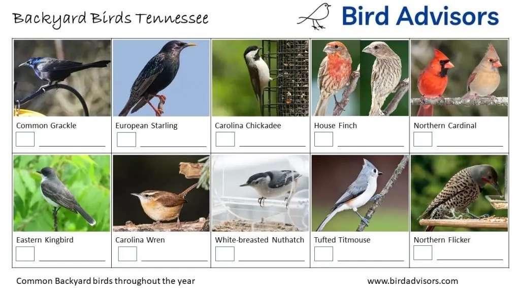 Backyard Birds Identification Worksheet Tennessee Page 2