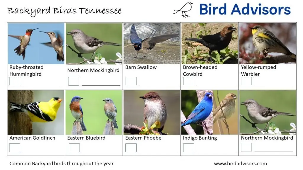 Backyard Birds Identification Worksheet Tennessee Page 3