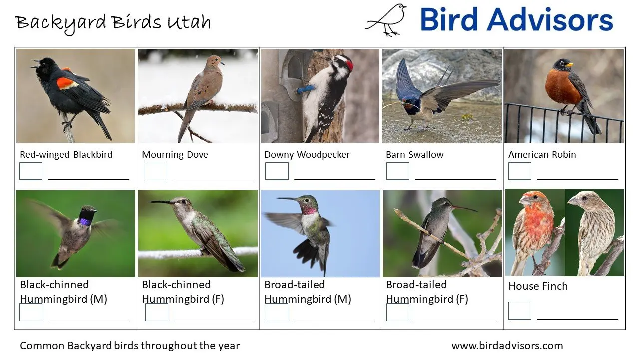 Backyard Birds Utah ID Chart
