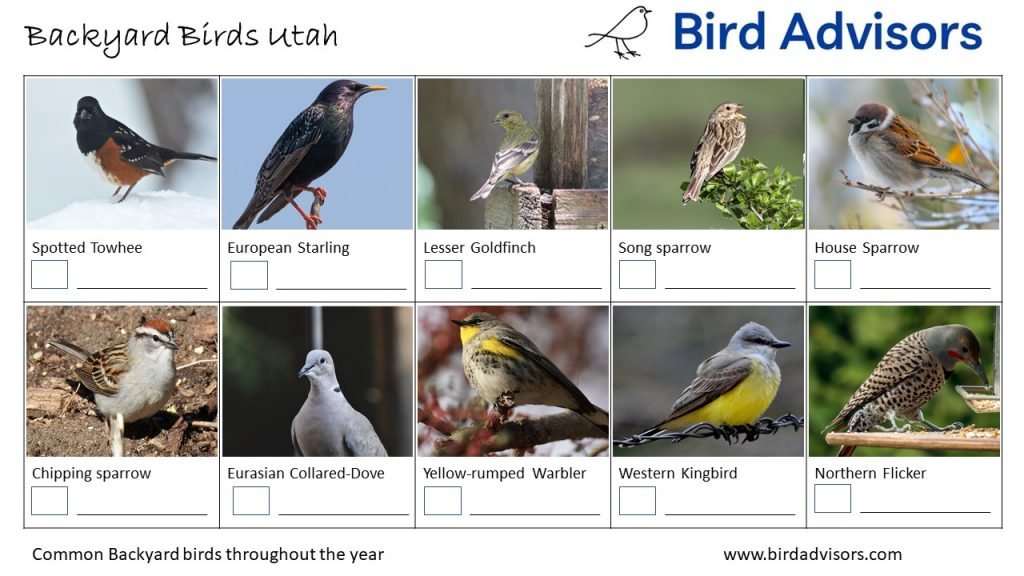 Backyard Birds Identification Worksheet Utah Page 2