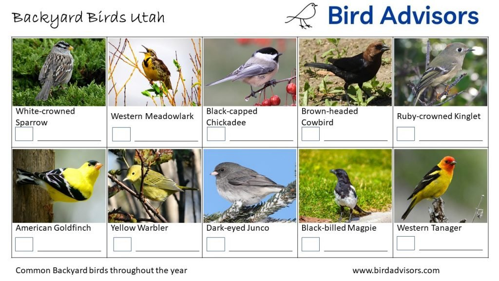 Backyard Birds Identification Worksheet Utah Page 3