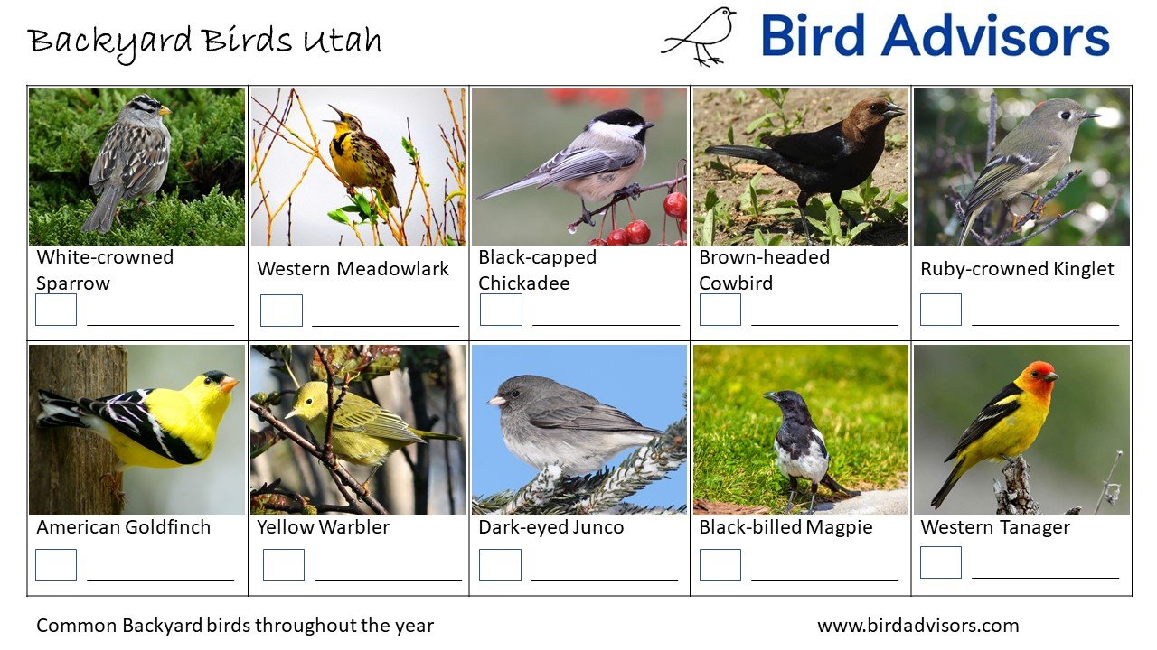 Top 33 Backyard Birds In Utah (Free ID Charts)