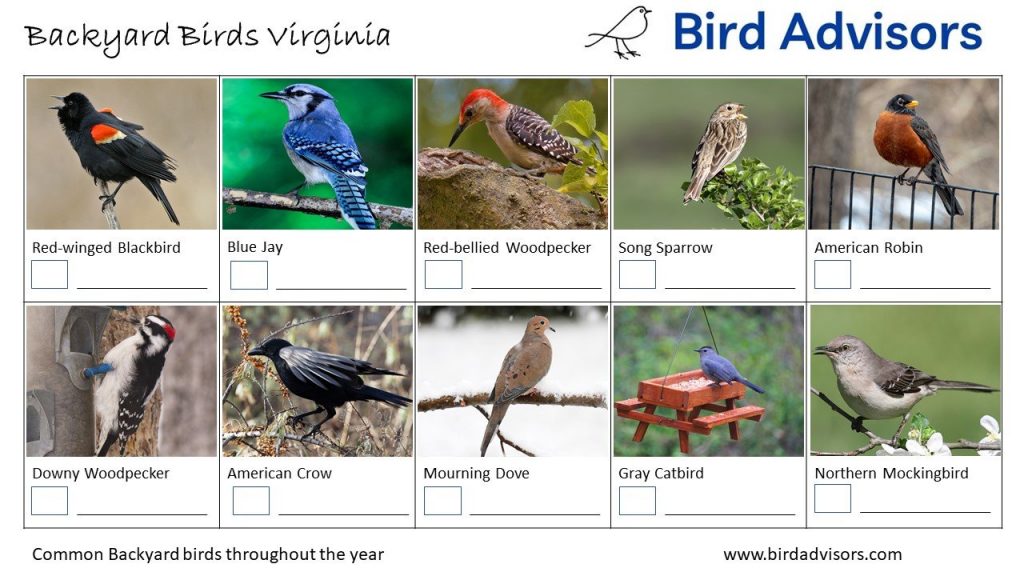 Virginia Size Chart