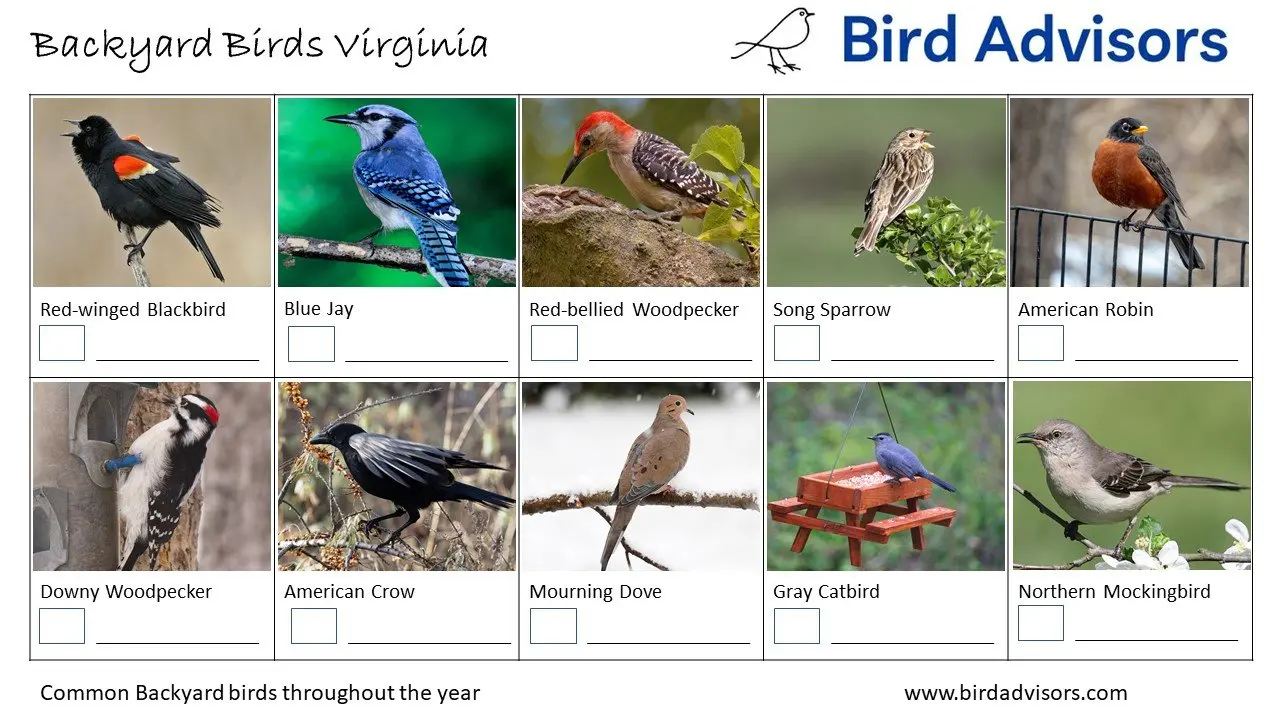Backyard Birds Virginia ID Chart