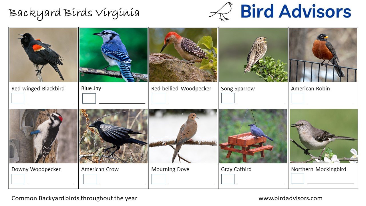 Backyard Birds Virginia ID Chart