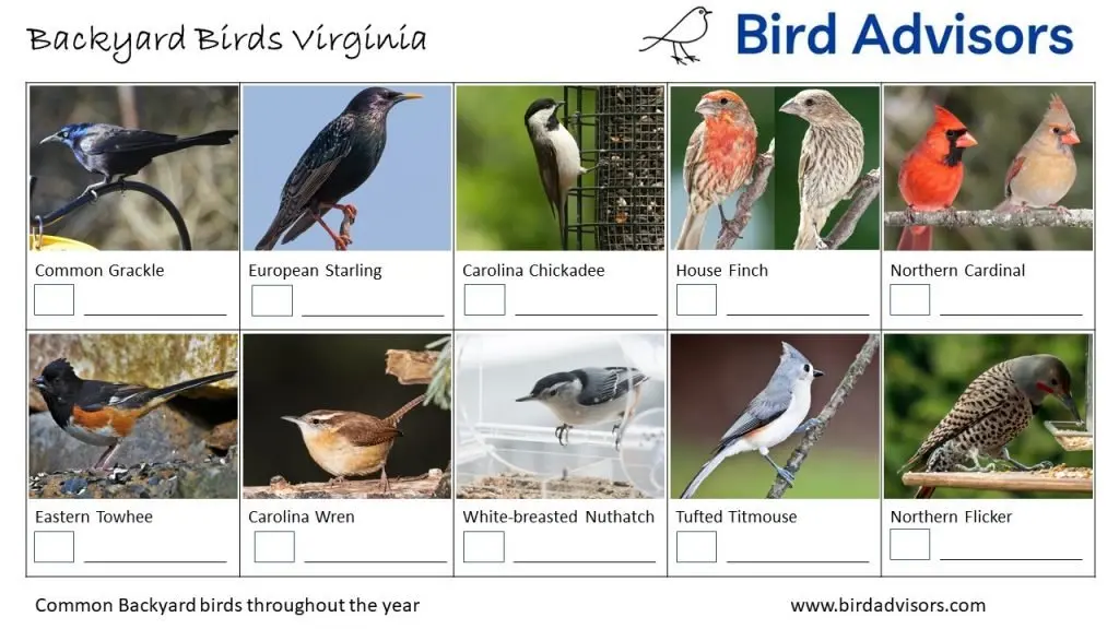 Backyard Birds Identification Worksheet Virginia Page 2