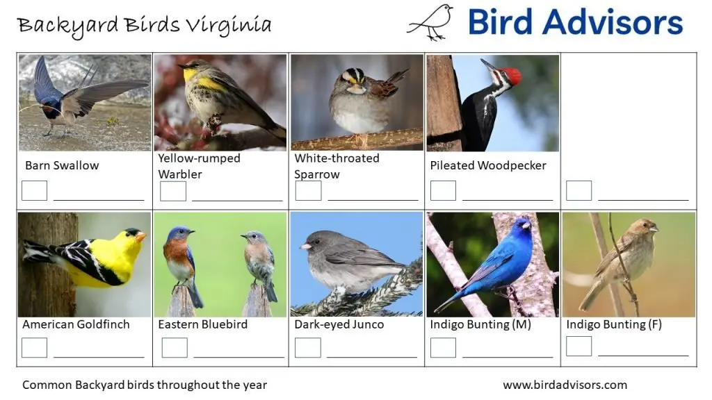 Backyard Birds Identification Worksheet Virginia Page 3