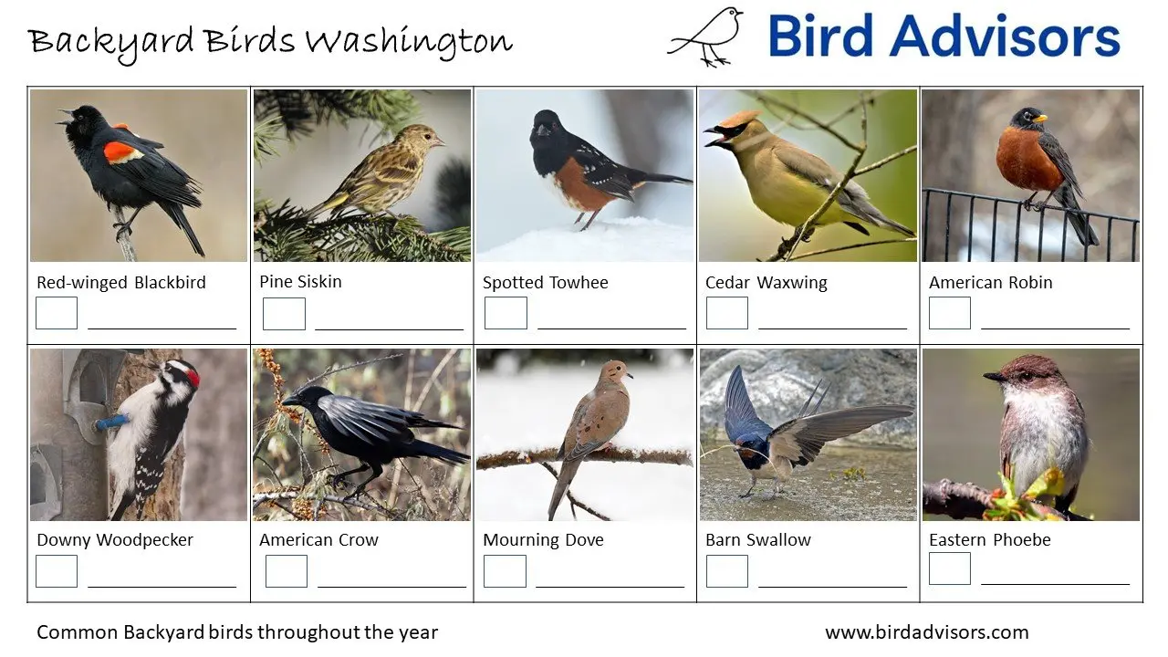 Backyard Birds Washington ID Chart
