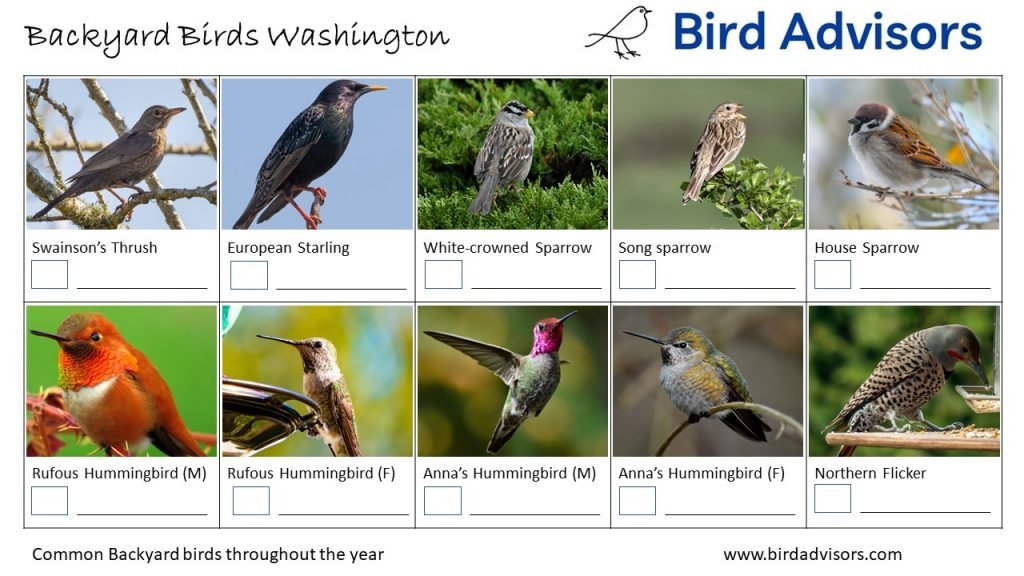 Backyard Birds Identification Worksheet Washington Page 2