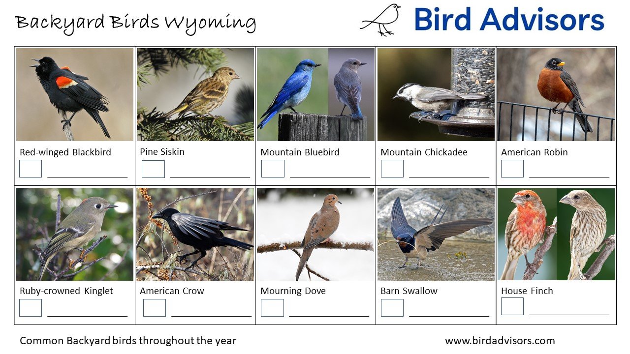 Backyard Birds Wyoming ID Chart Free