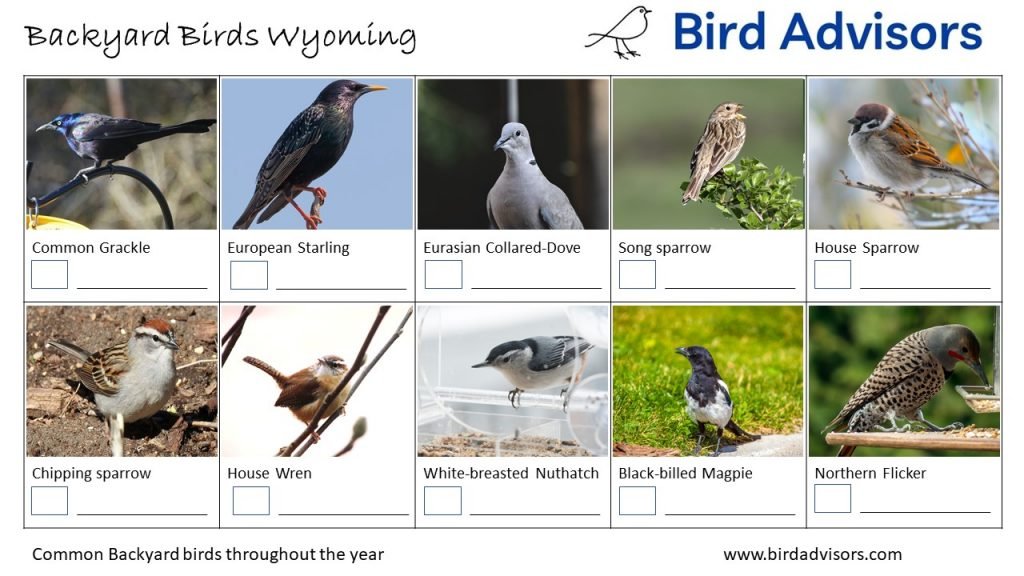 Backyard Birds Identification Worksheet Wyoming Page 2