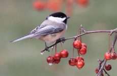 Black-capped Chickadee