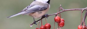 17 Gray Birds in Indiana (ID, Photos)