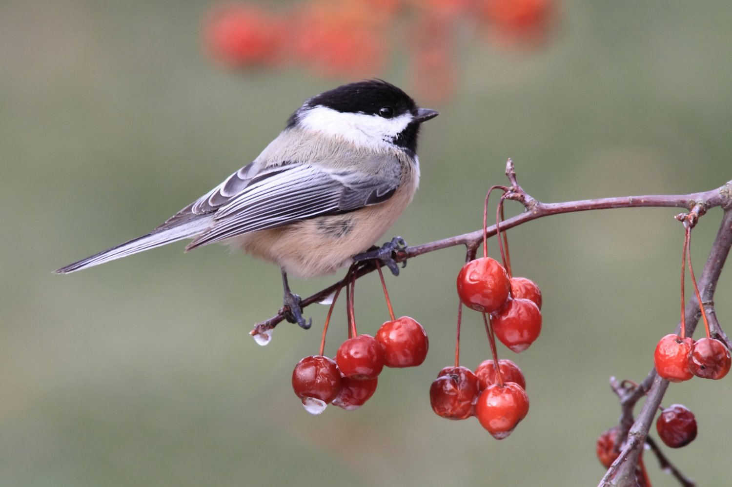 Chickadees in Quebec (ID and Song Guide)