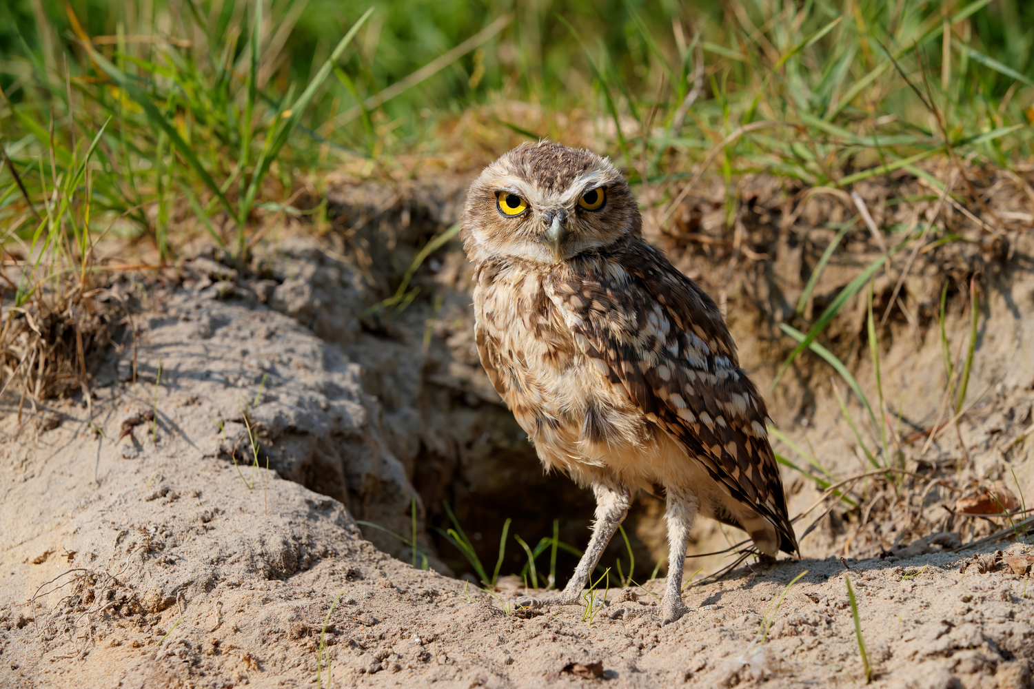 Everything You Need to Know About Owls in Illinois Bird Advisors