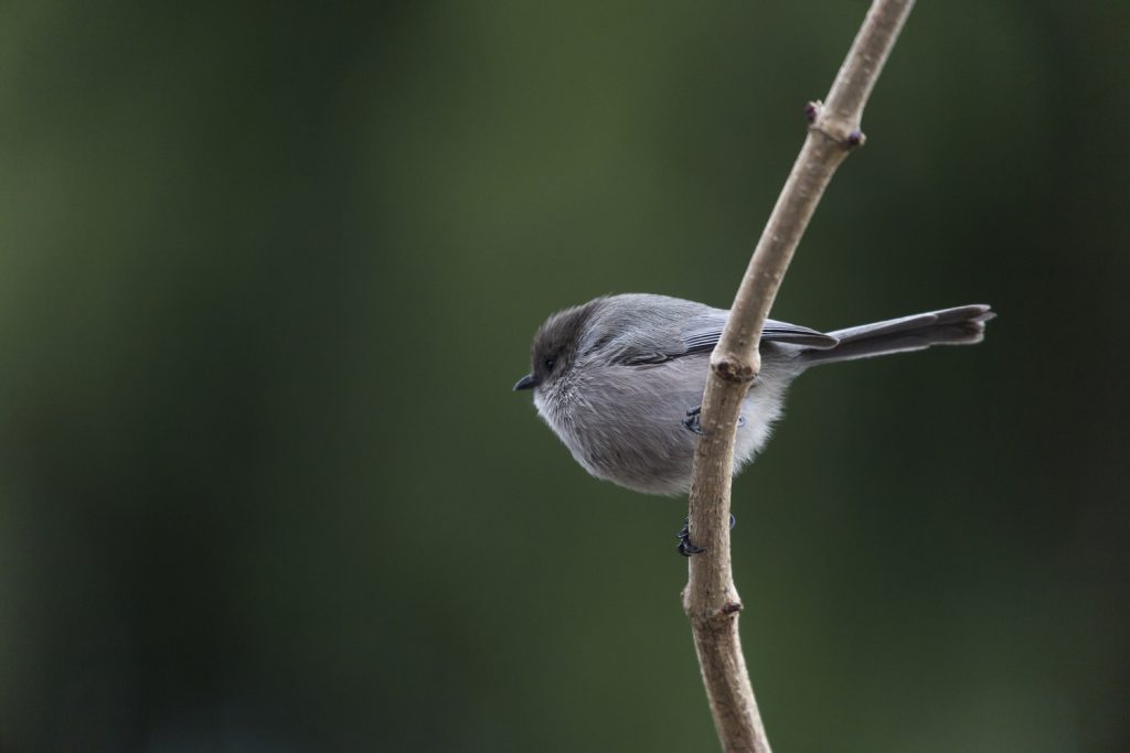 Small Gray Birds Picture ID Guide Bird Advisors