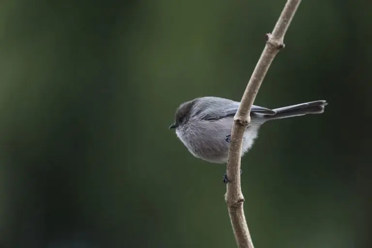 bushtit