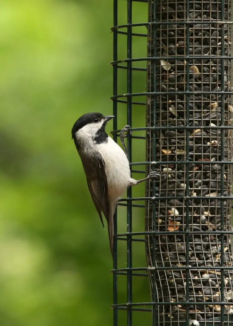 Carolina Chickadee