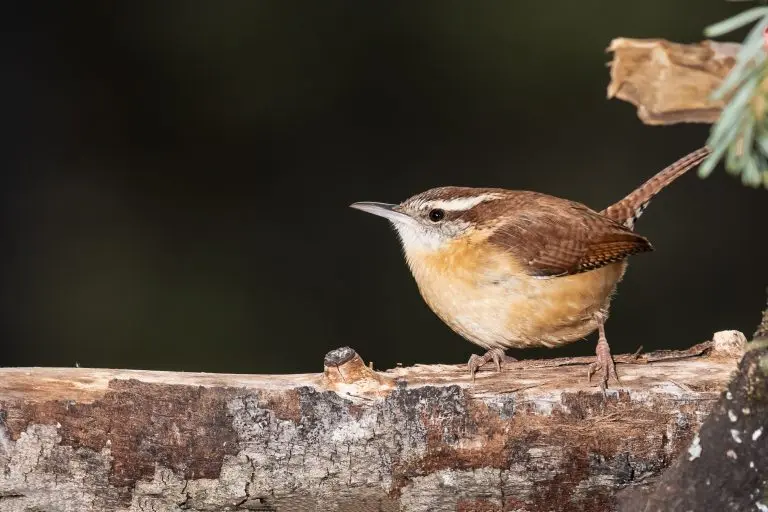 Carolina Wren