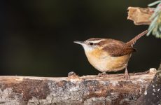 6 Species of Wrens in New Hampshire – Picture and ID Guide