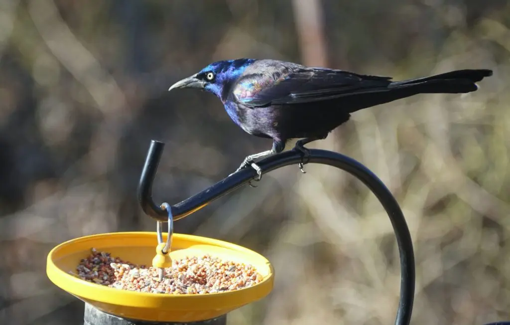 Common grackle