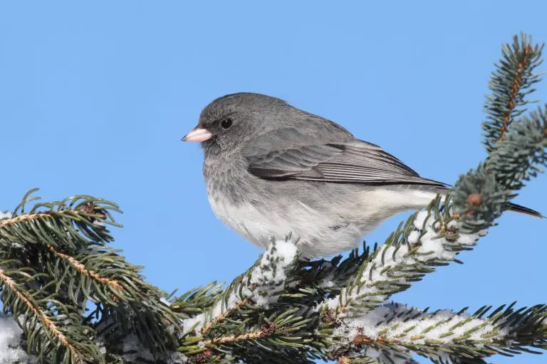 Dark eyed junco for identification