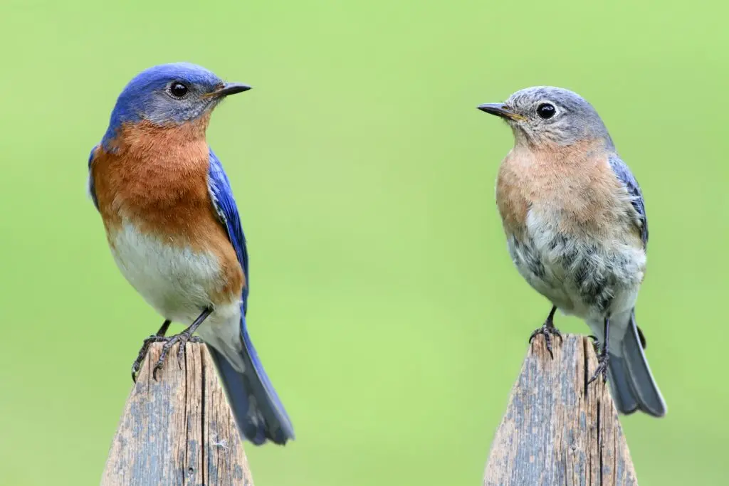 Eastern bluebird