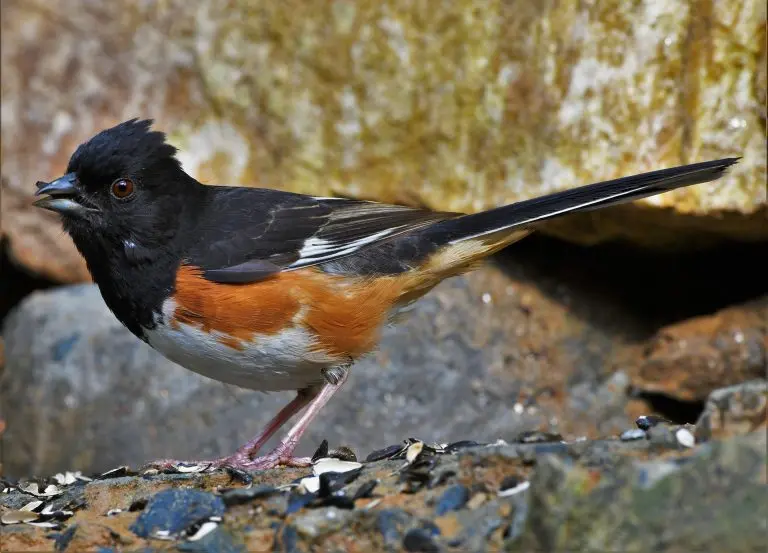 Eastern Towhee