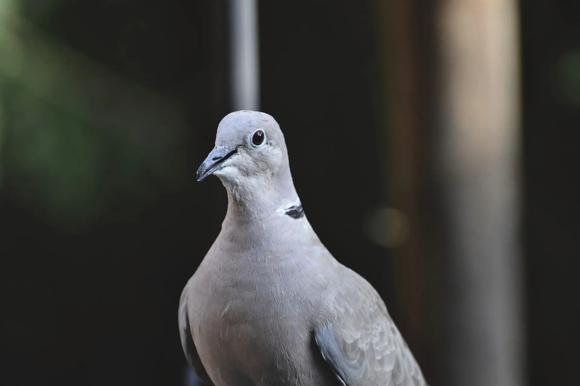 Eurasian collared dove