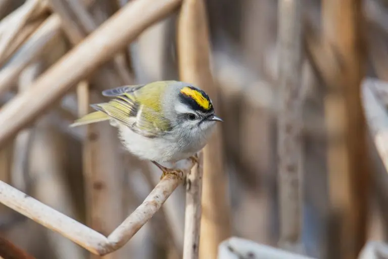 Golden Crowned Kinglet