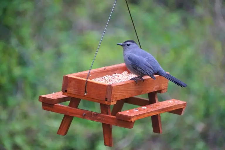 gray catbird