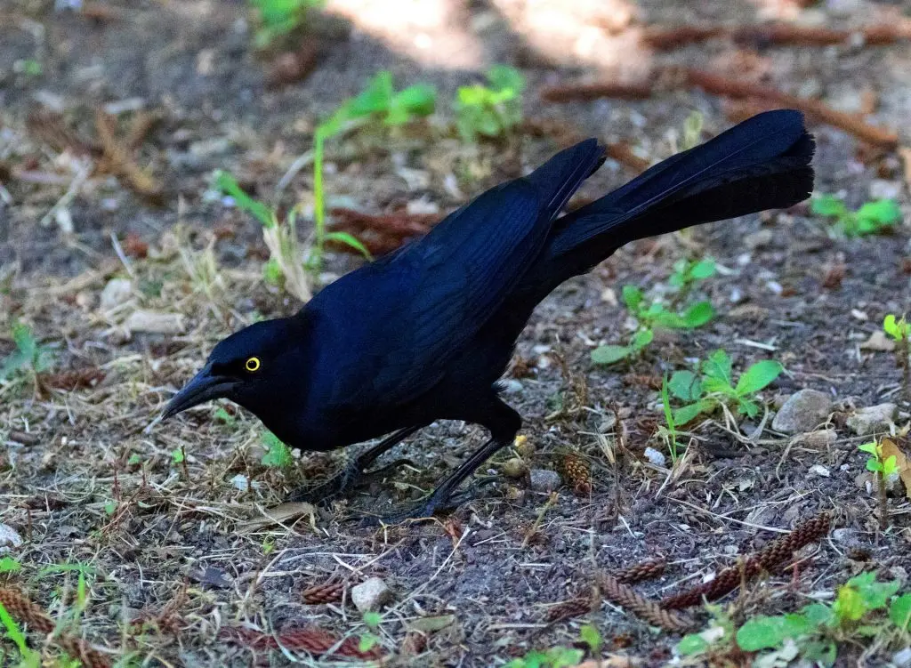 Great tailed Grackle