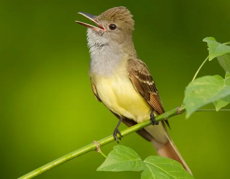 Great_Crested_Flycatcher