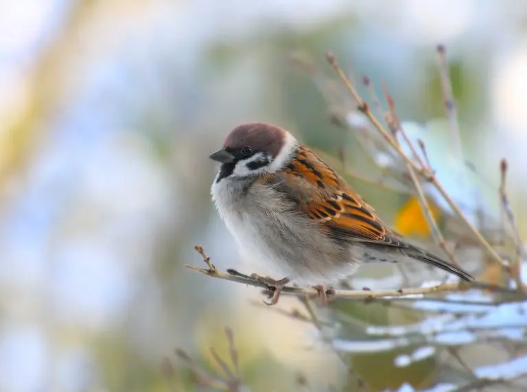 House sparrow for identification