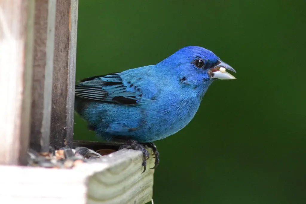 Indigo bunting