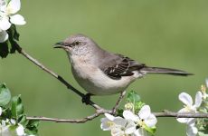 Northern Mockingbird