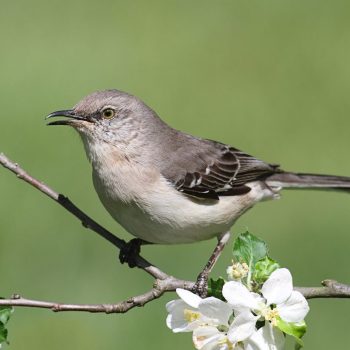 Northern Mockingbird