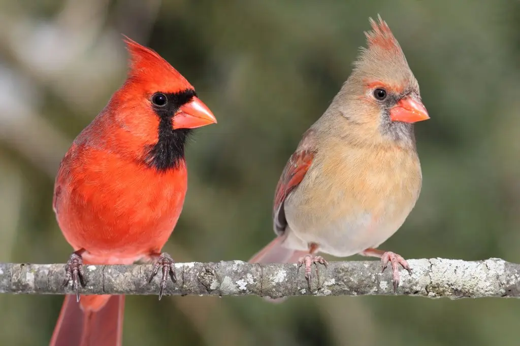 Northern cardinal male and female for identification