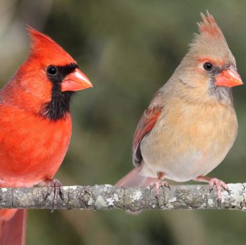 Northern Cardinal