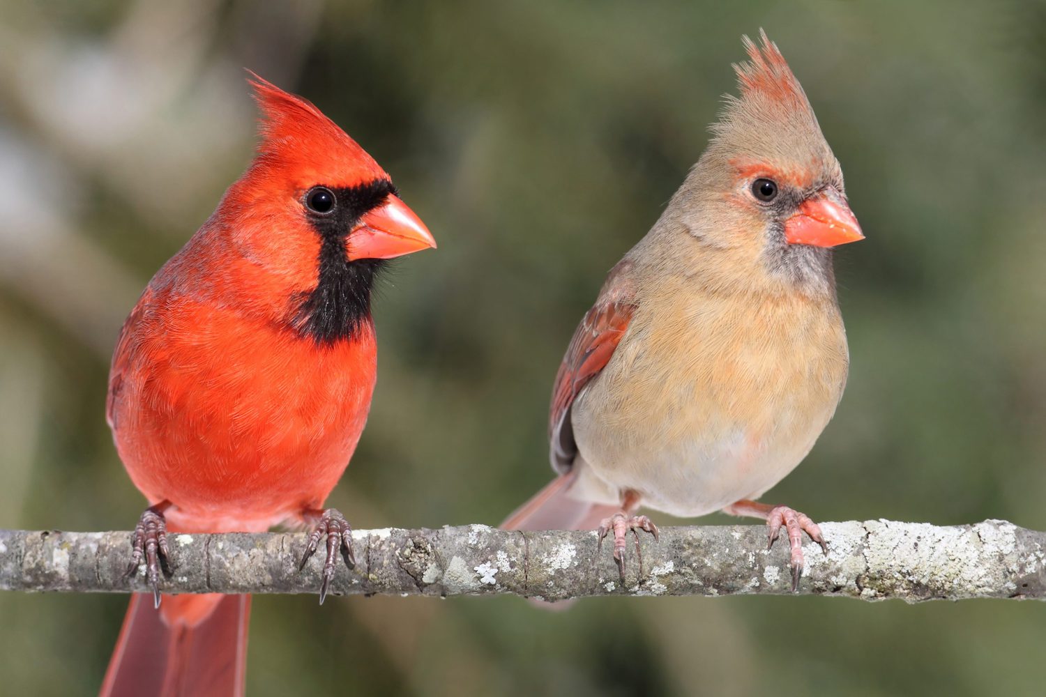 25 Birds Red Heads North America (ID And Photo Guide)