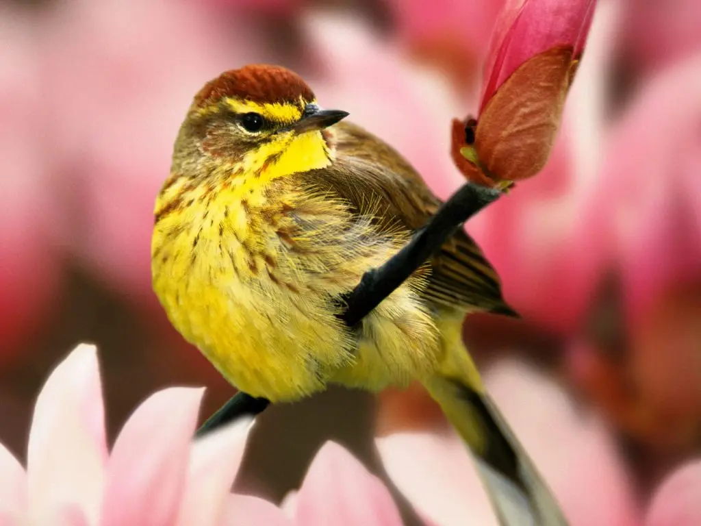 palm warbler