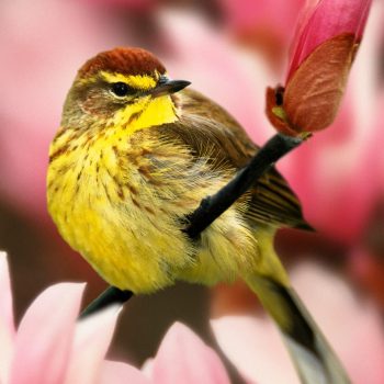 Palm Warbler