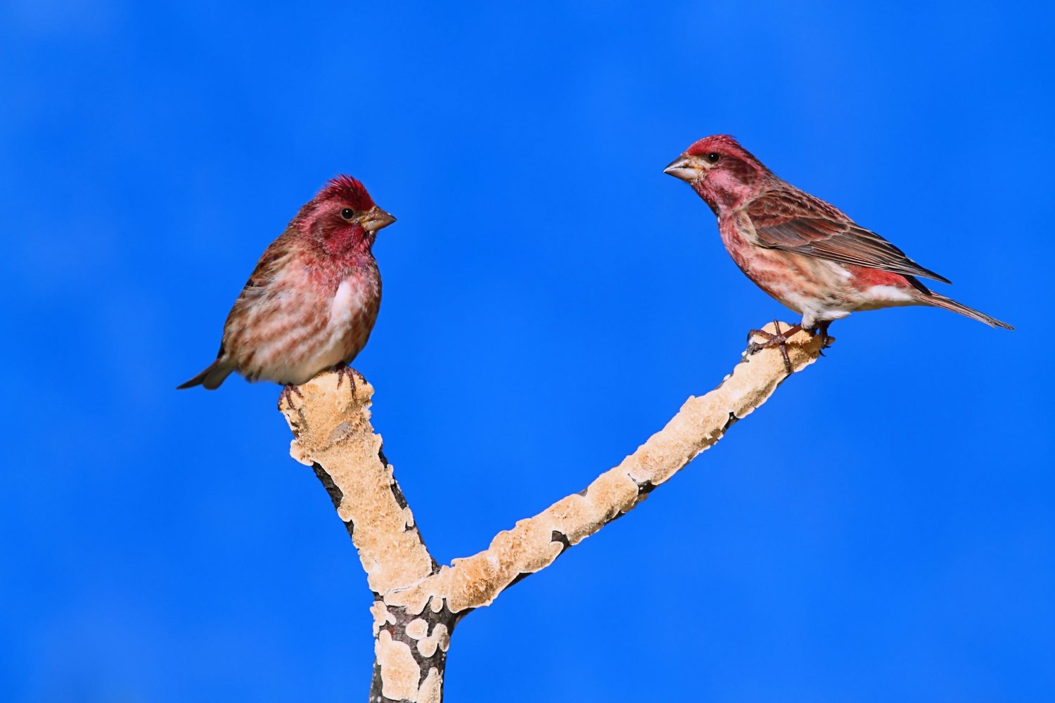 Red Birds In California Picture And ID Guide