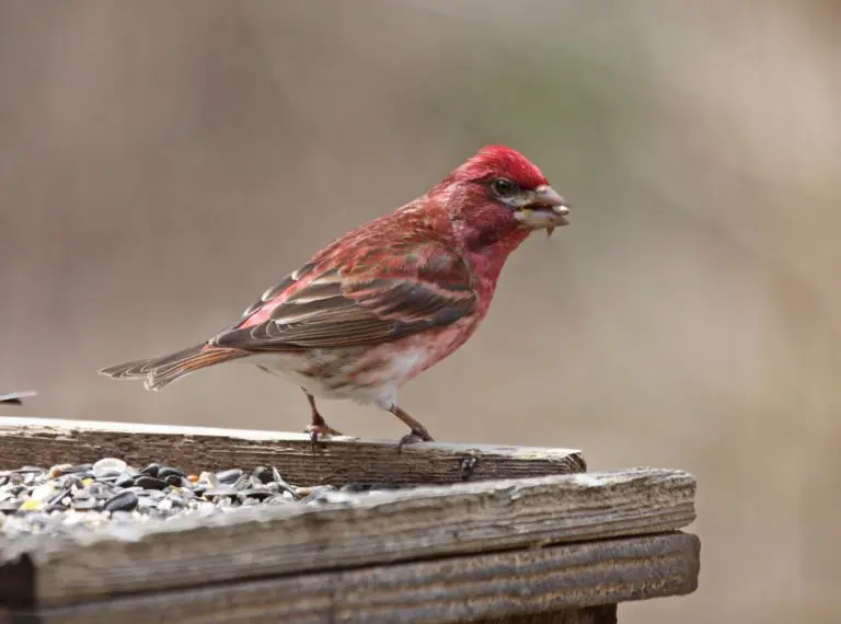 Purple Finch