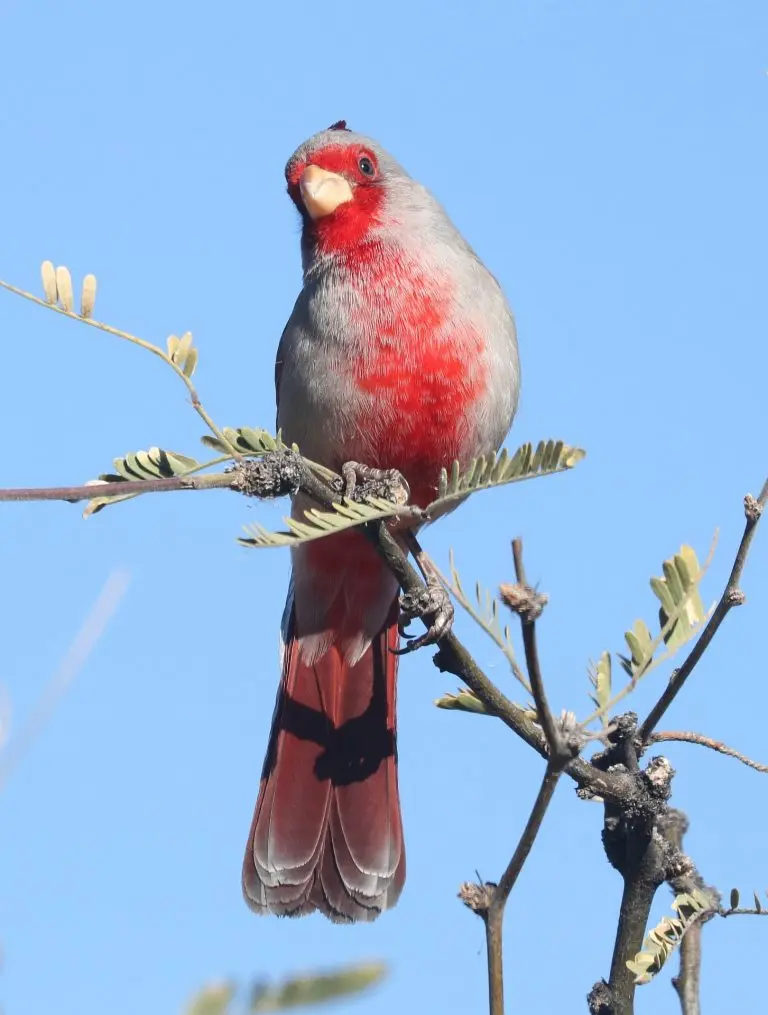 Pyrrhuloxia