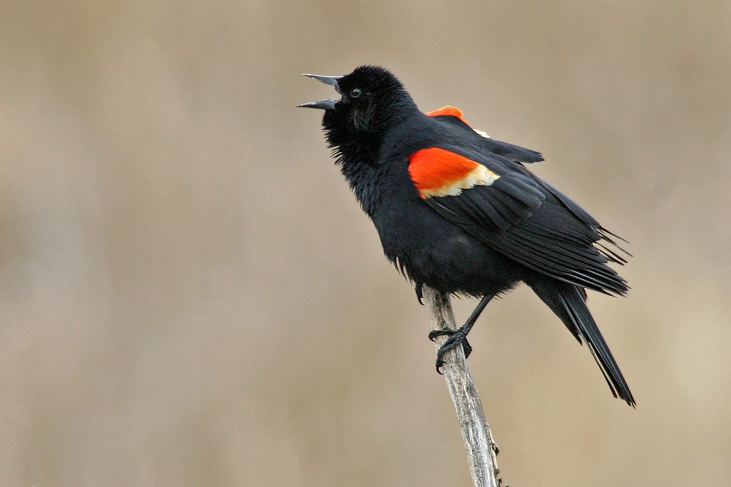 17 Species of Blackbirds in Oklahoma Pictures and ID Guide Bird