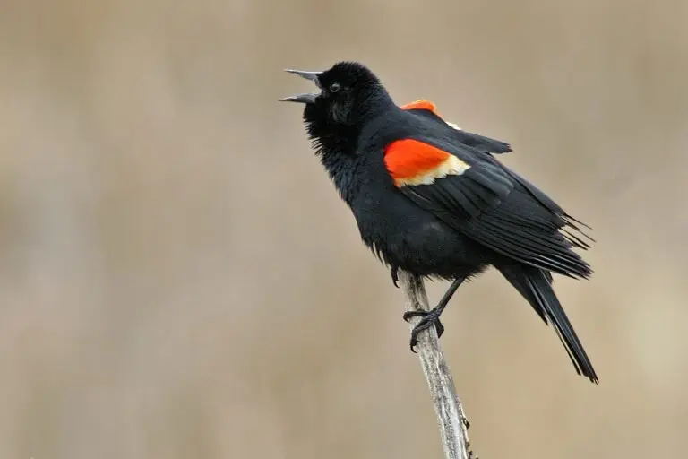 Red winged blackbird for identification